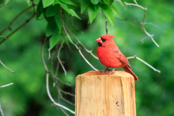 Cardinal on a Post
