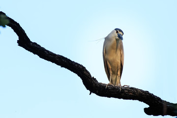 Black Crowned Night Heron mimics Parrot