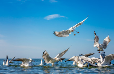 Fototapeta premium Seagulls fighting for bread pieces