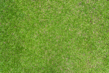 Fototapeta na wymiar Closeup green grass natural background texture