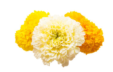 flowers marigold isolated