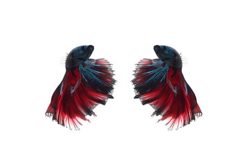 colorful Betta fish or beautuful fighting fish, swimming patterns on white isolated background, its pets in Asian from Thailand