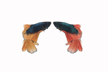 colorful Betta fish or beautuful fighting fish, swimming patterns on white isolated background, its pets in Asian from Thailand