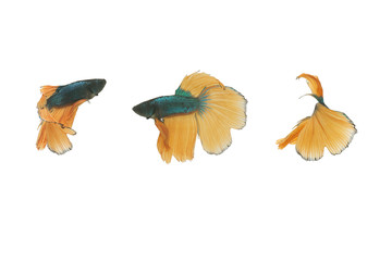 colorful Betta fish or beautuful fighting fish, swimming patterns on white isolated background, its pets in Asian from Thailand