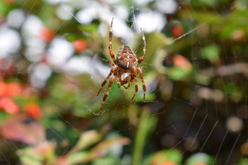 Spider macro photo