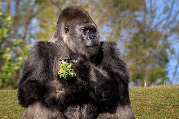 Stern Silverback 