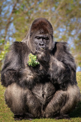 Fototapeta premium Stern Silverback Sitting on a Hillside