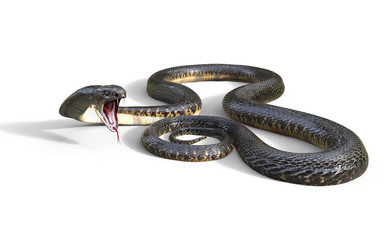 Fototapeta premium 3d King Cobra Najdłuższy na świecie jadowity wąż na białym tle, King Cobra Snake, ilustracja 3d, renderowanie 3d