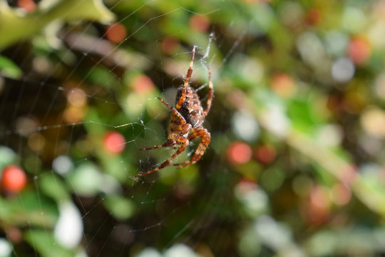 Spider macro photo