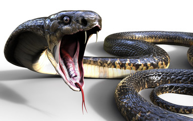 Fototapeta premium 3d King Cobra Najdłuższy na świecie jadowity wąż na białym tle, King Cobra Snake, ilustracja 3d, renderowanie 3d