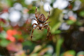Spider macro photo