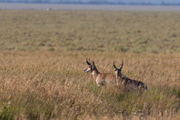 Pronghorn Antelope Bucks on the Prairie
