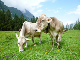 Fototapeta na wymiar Brown cows in the alpine meadow at Engelberg