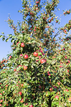 Rote &Auml;pfel am Baum.