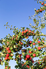 Rote &Auml;pfel am Baum.
