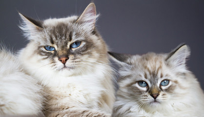 Two white neva masquerade cats of siberian breed, mom and son
