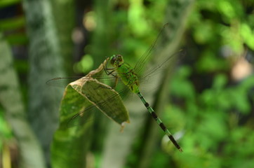 dragonfly at the garden 2