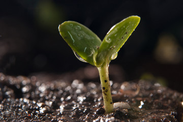 Young plant growing