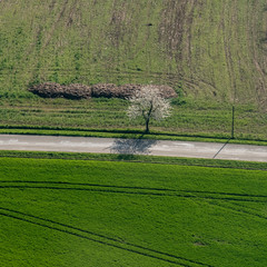 Vue aérienne d'un arbre en fleurs près de Bagnoles-de-l'Orne en France