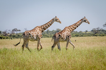 Two Giraffes walking in the grass.
