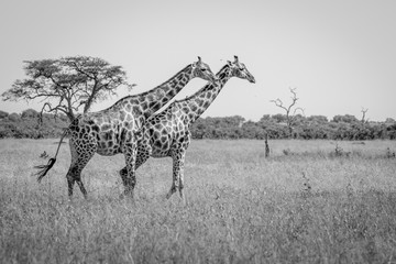 Two Giraffes walking in the grass.