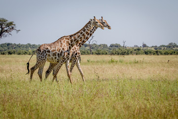 Two Giraffes walking in the grass.