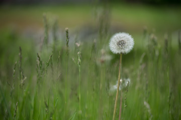 Obraz na płótnie Canvas dandelion in a meadow