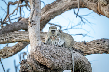 Family of Vervet monkeys sitting in a tree.