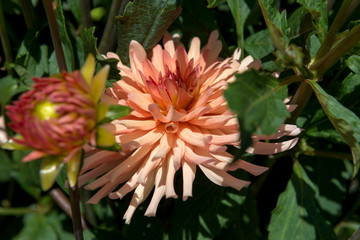 Dahlias

