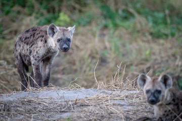 Young Spotted hyena starring at the camera.
