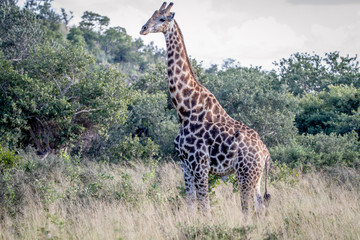 Giraffe standing in the grass.