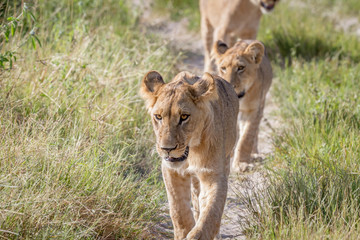 Lions walking towards the camera.