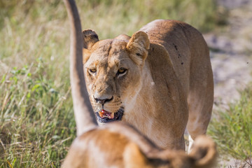 Lion walking towards the camera.