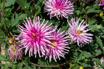 Obraz premium Dahlias
