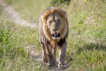 Big male Lion walking towards the camera.