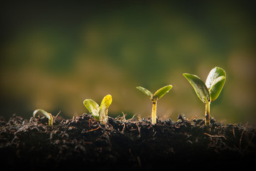 Young plant growing