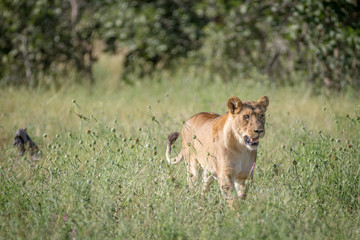 Lion walking in the high grass.