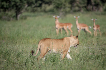 Lion walking in front of a herd of Impalas.