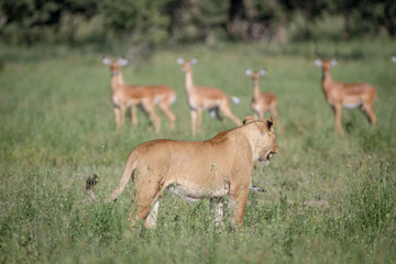Obraz premium Lion walking in front of a herd of Impalas.