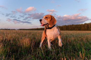 Beagle dog on walk in autumn at sunset