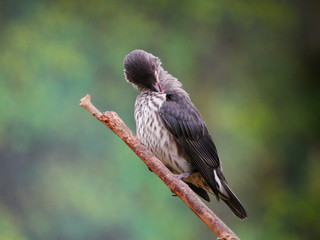 Oiseau