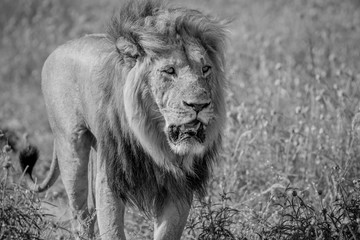 Big male Lion walking towards the camera.