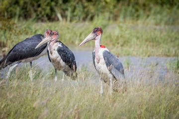 Marabou storks standing next to the water.