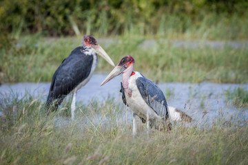 Marabou storks standing next to the water.