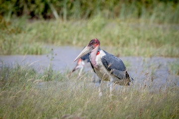 Marabou stork standing next to the water.