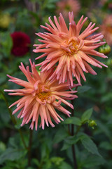 Dahlia cactus rose en &eacute;t&eacute; au jardin