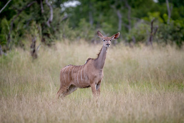Female Kudu standing in the grass.