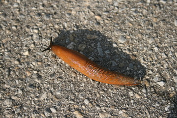 Nacktschnecke (braun)