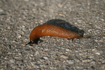 Nacktschnecke (braun)