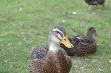 Duck